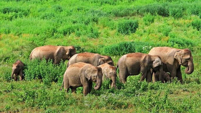 BT-From Kolkata-4 days Saranda Forest Elephant corridor Tour