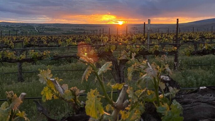 From Seattle Wine Tasting, Vineyards in Eastern WA