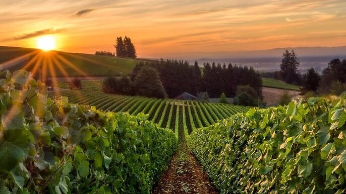 From Portland Private Willamette Valley Wine Tour