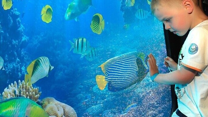 Semi Submarine Ride with Snorkeling & Transfer :Hurghada