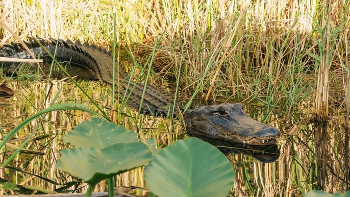 FULL PAYMENT | 2-Day Miami Essential Tour | Bus & Boat Tour | VIA/GYG/EXP | BL0