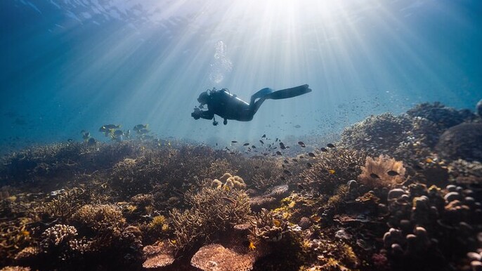 Advanced Diving Course in the Beautiful Red Sea - Sharm El Sheikh