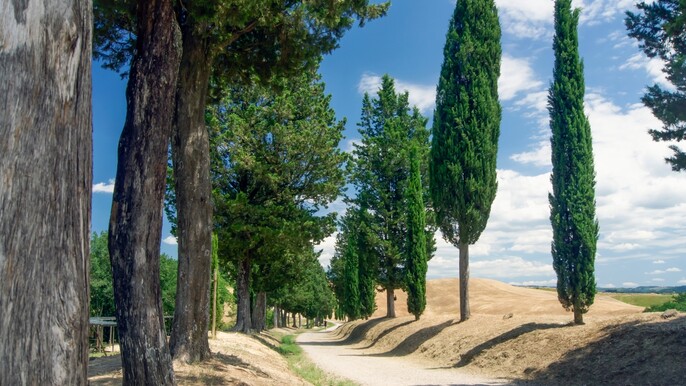 Tuscan Day Trip: Medieval Villages, Cooking Class & Wine Tasting