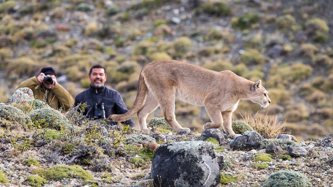 Puma Tracking in Patagonia – Private 1-Day Wildlife Watching Tour