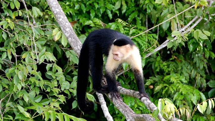 Guided Monkey Island & Gatun Lake Wildlife Tour – From Colón 2000