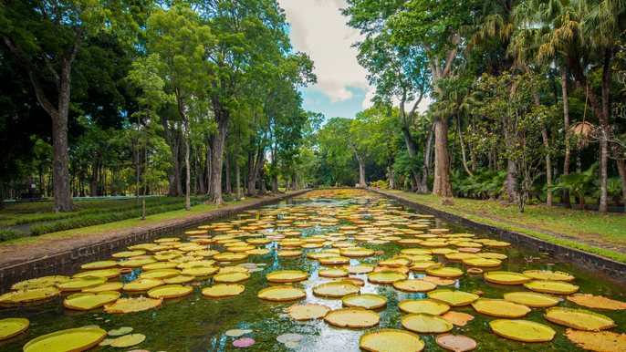 Mauritius: North Island Tour with Entry Tickets