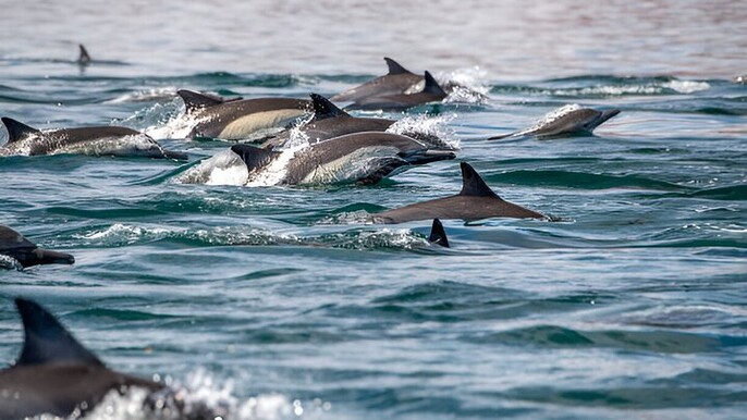 Swimming With Dolphins Fun For 5 Minutes / Hurghada