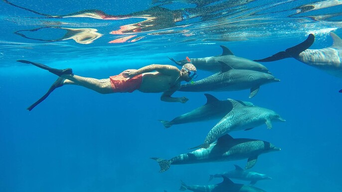 Book Now Dolphin House