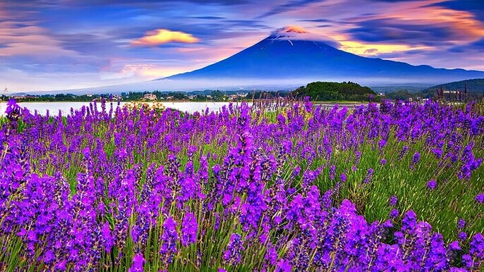 Mt Fuji Exploration Tour with Free Japanese Kusa Mochi from Tokyo