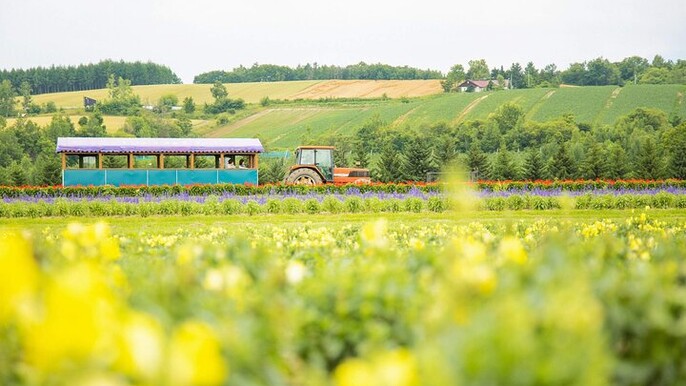 Farm Tomita Shikisai Hill Blue pond with optional Buffet| Sapporo