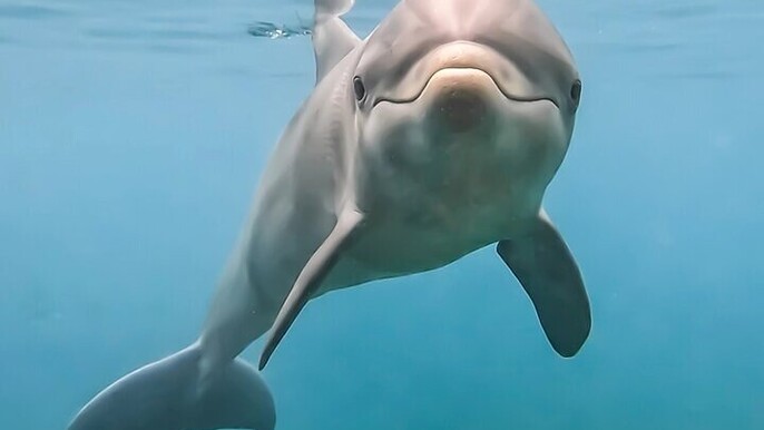 Unmissable Dolphin Photo Opportunity with Transport :Hurghada