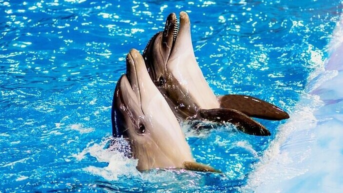 10-Minute Dolphin Swim Experience – Unforgettable Fun :Hurghada