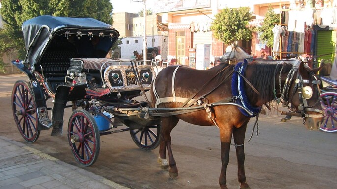 Delight in a 3-Hour Luxor Horse Carriage Tour