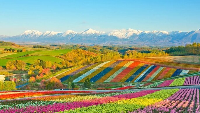 Shikisai-no-Oka Fairy Terrace Tour, optional lunch from Sapporo