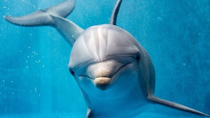 Exciting Dolphin Performances for All Ages : Hurghada