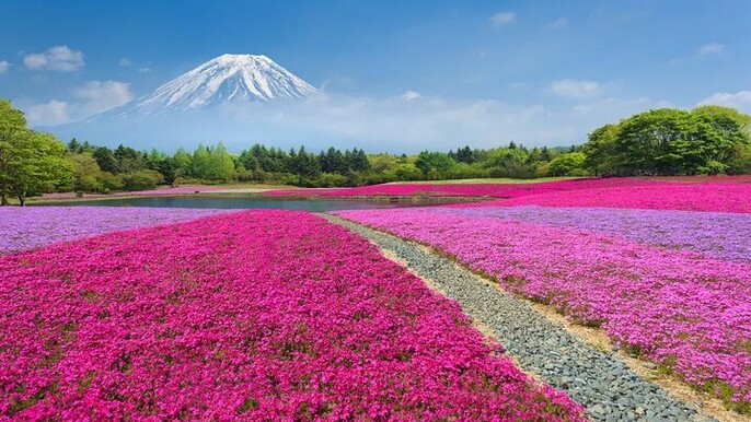 Mt Fuji Lake Kawaguchi and Yamanakako Onsen Tour from Tokyo