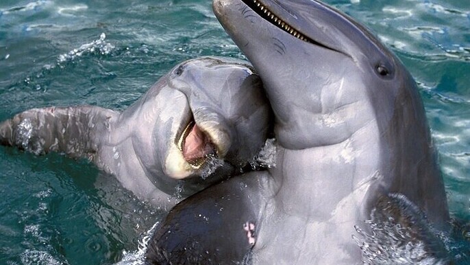 Swim with Dolphins for 5 Minutes –Fun Family Experience :Hurghada