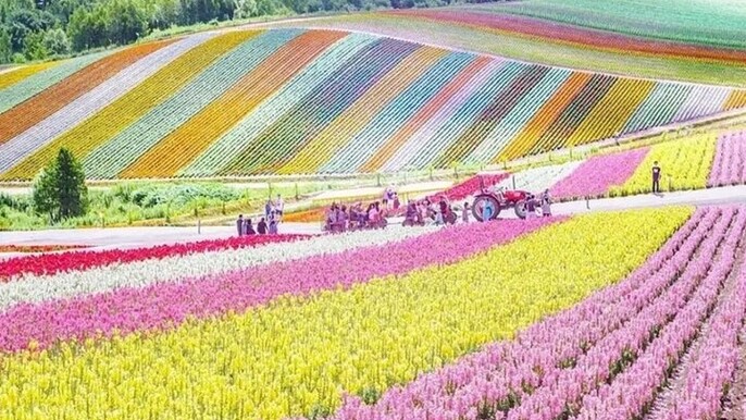 Shikisai-no-Oka and Furano Tour with buffet lunch from Sapporo