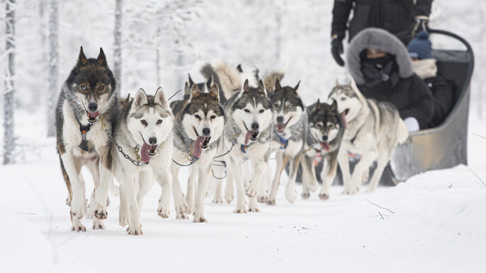 Husky Park Visit with Enjoying the Feeling Five (5 km) Husky ride