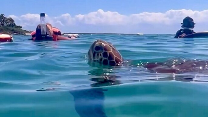 Akumal Bay snorkeling, plus 3 cenotes and great food