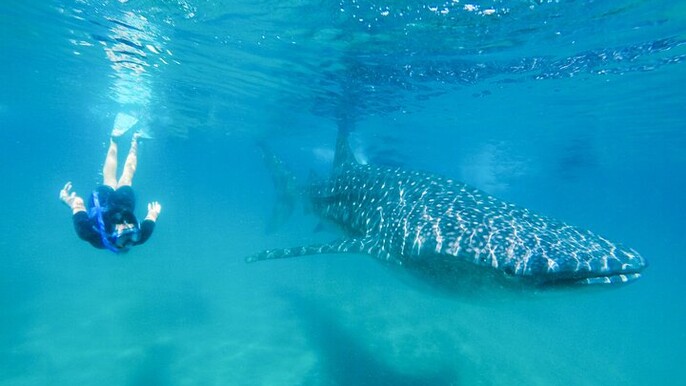 La Paz Whale Shark Snorkeling Tour and Lunch From Los Cabos