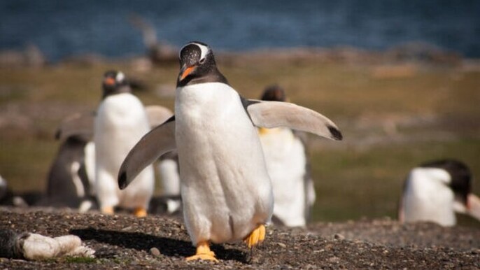 <blockquote>Beagle Channel sailing to the Penguin Islands</blockquote>