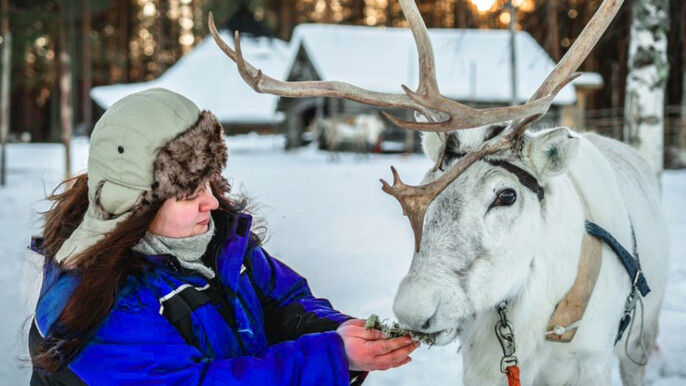 Reindeer Safari at a 200-Year-Old Farm & 2.5 km Sled Ride