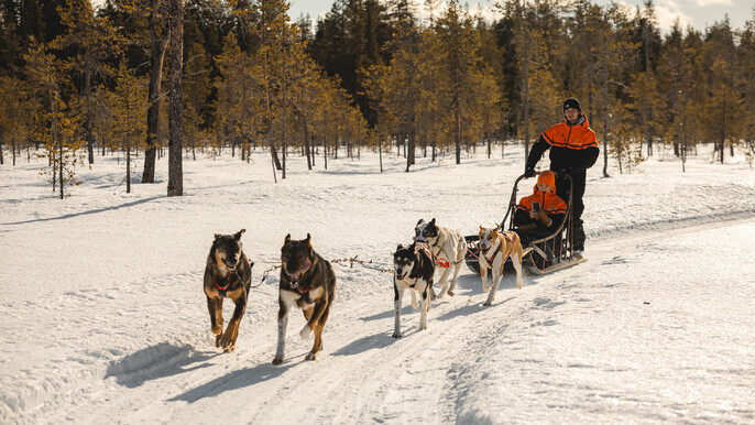 Winter Path - 10 km husky safari