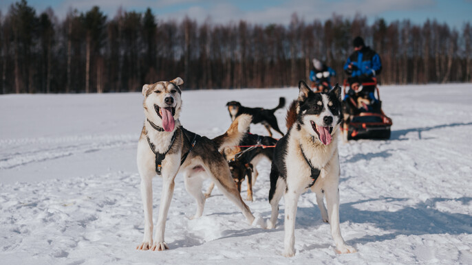 Trail of Tails: Step into the Mushing Life with 5 km Husky Adventure