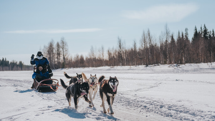 The Husky Forest Escape - 10 km Husky Safari