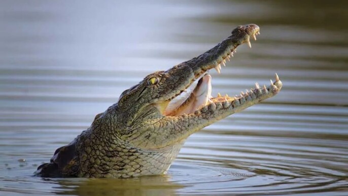 Dubai Crocodile Park Entrance Tickets