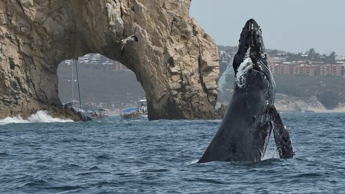Cabo Whale Watching Tour: 2 Hours at Arch & Lover’s Beach