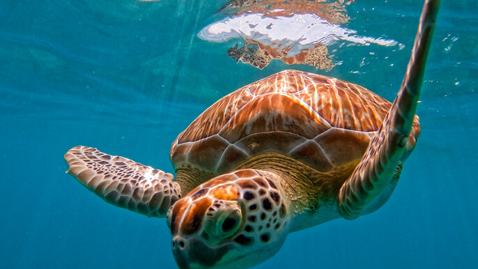 2-Hour Snorkeling in Two Spots of Tulum's Reef