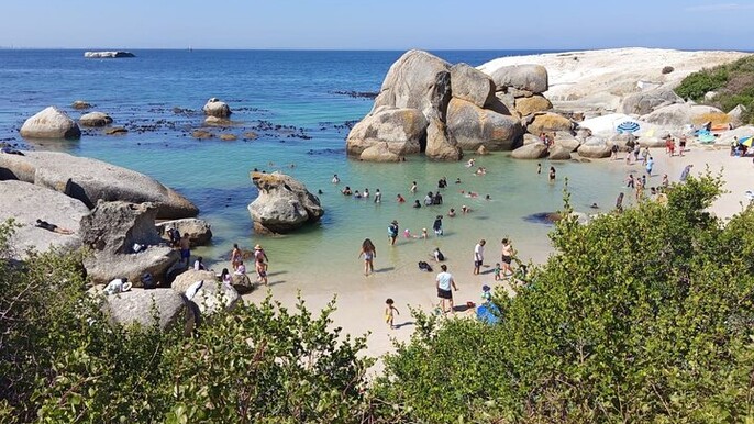cape town Swimming with penguins at close encounter
