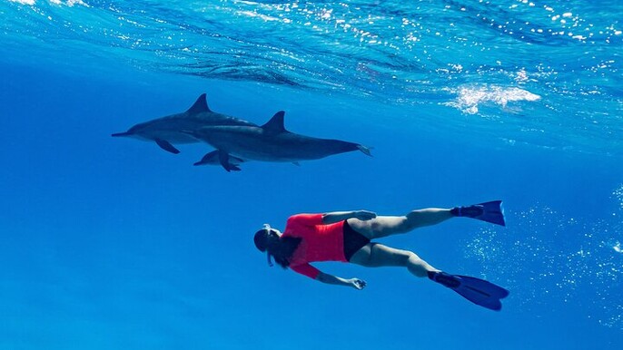 Private Speedboat swimming and Dolphin Watching in Hurghada