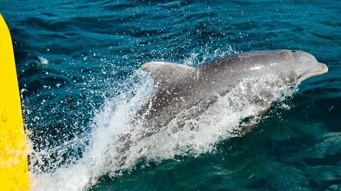 Ricks Cafe Cruise Snorkeling Open Bar DJ OCEAN EDEN BAY/CORAL