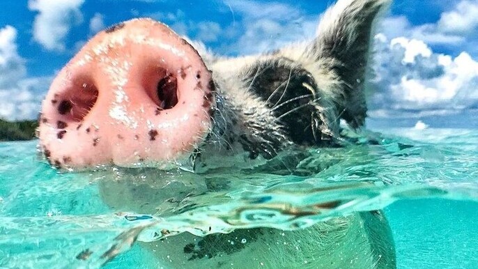 3 Islands Tour, Swim with Pigs, Turtles, Snorkelling & lunch