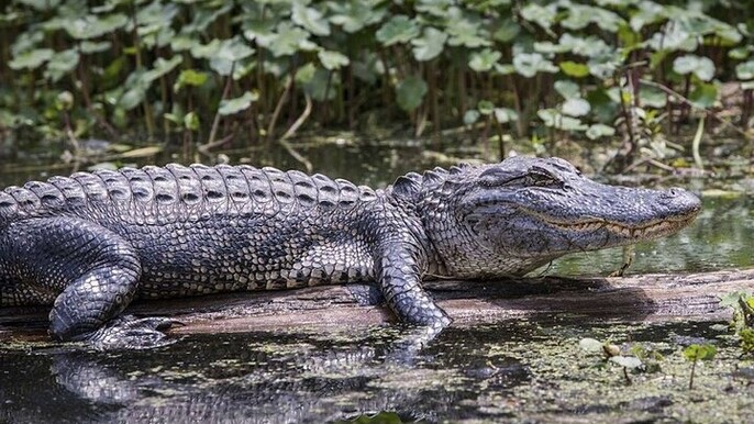 Everglades Alligator Airboat Adventure from Miami