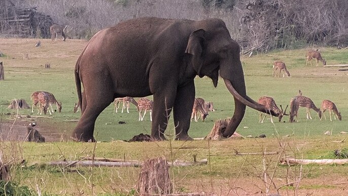 Serenity and Safari: A Journey Through Karnataka's Treasures
