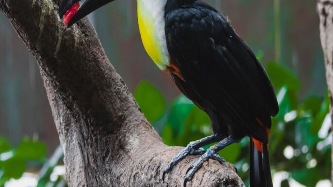 The Green Planet Dubai: Immersive Indoor Rainforest in City Walk