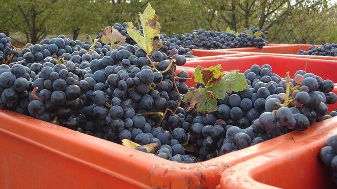 Wine Experience in the Parma Hills