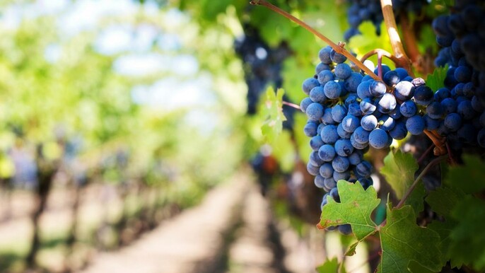 Wine tasting in Roshnik Village -Small group