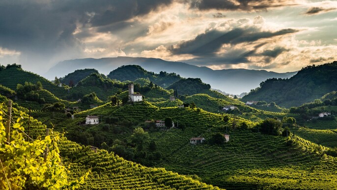 Half-day Wine Tour from Venice