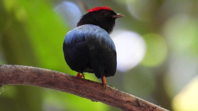 Cartagena Birding Experience