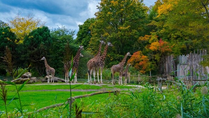 Zoo Leipzig Entry Ticket