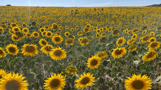Trip to Burgos and its Sunflower Fields