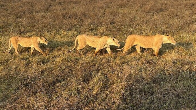 3 Days Nyerere National Park from Dar Es Salaam or Zanzibar
