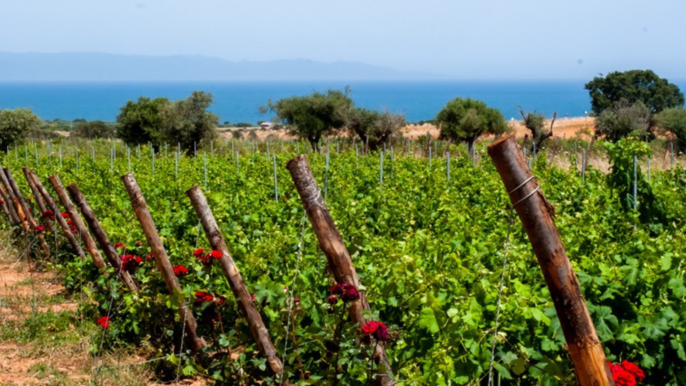 Cagliari: Wine tasting & Winery visit in Countryside Hills