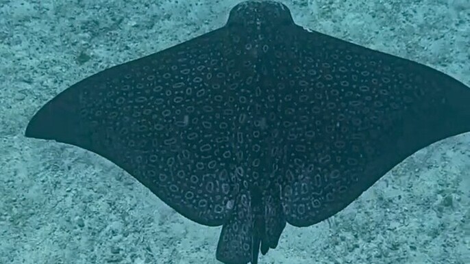 local island style snorkeling&sighseeing excursion(3.0hrs)