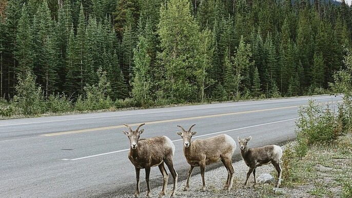 Banff Sightseeing Tour
